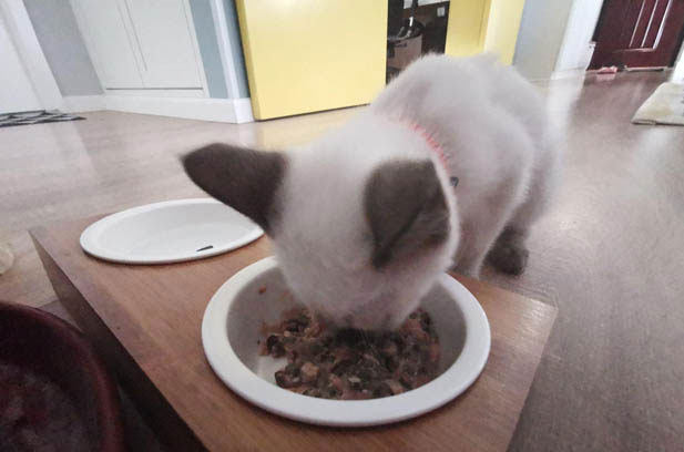 Welcome the New Member: Siamese Cat Zhaocai