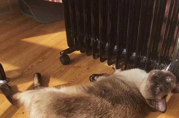 My Siamese Cat: The “Little Warrior” with Unique Charm