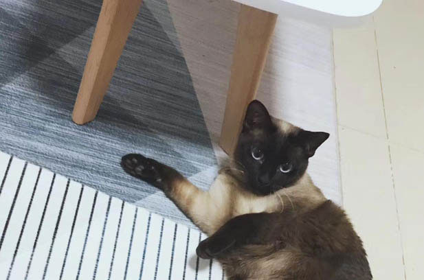 My Energetic and Eccentric Siamese Cat