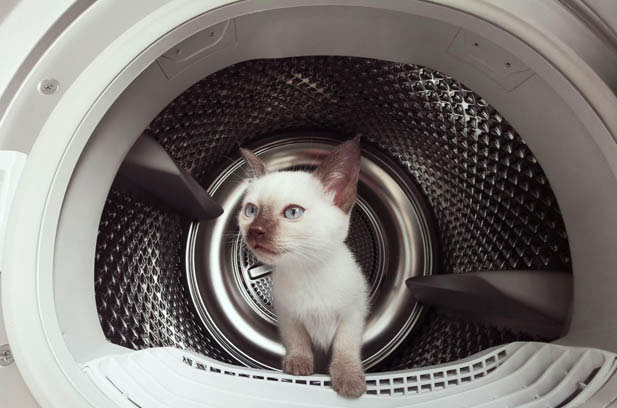 My Beloved Siamese Cat: The King of the House
