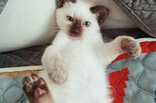 My Siamese Cat: Living an Elderly – like Life