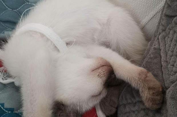 The Adorable Siamese Cat with Its Charming Flaws