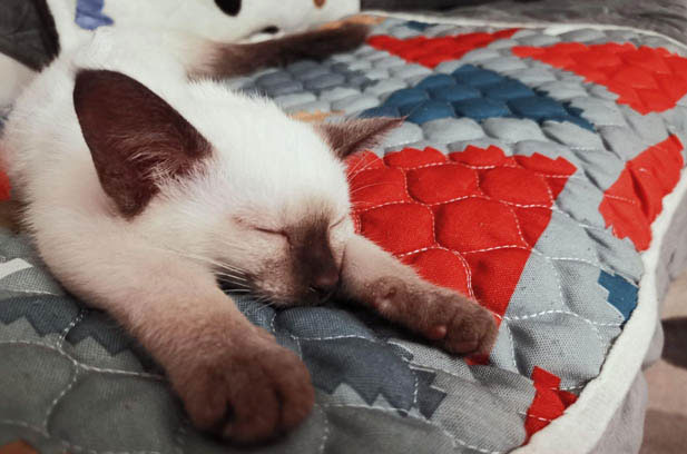 My Adorable Siamese Cat: A Bundle of Unique Traits