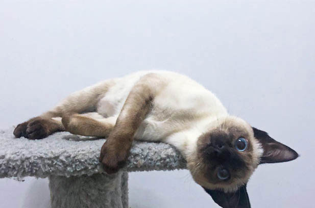 The Quirky and Adorable Antics of Siamese Cats