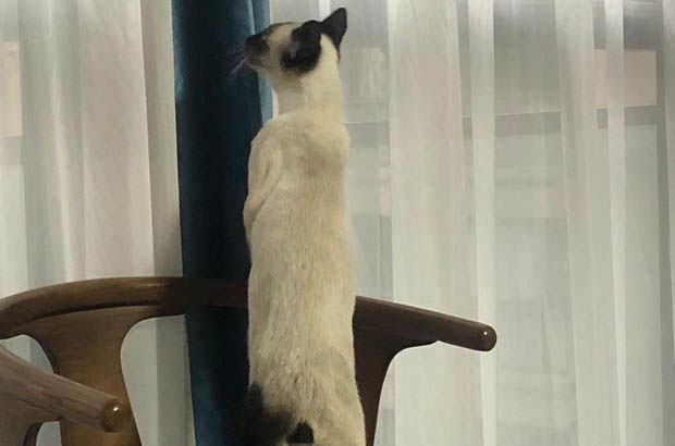 Siamese Cats: The Destructive Yet Charming Troublemakers