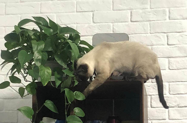 Emotionally Volatile and Appearance – Prone Siamese Cats
