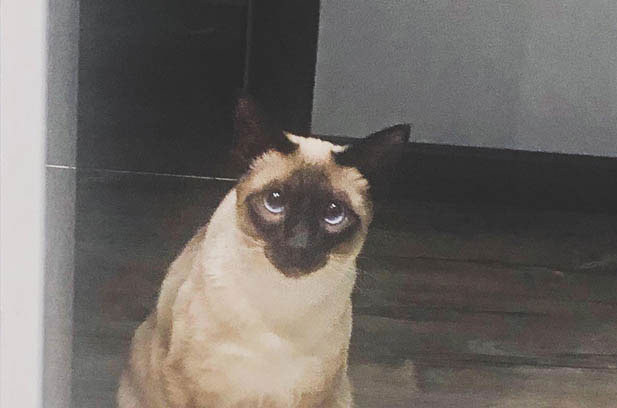 The Growth Story of Kela the Siamese Cat and Those Little “Troubles”