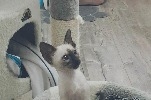 Kela the Sensitive and Dependent Siamese Cat: The Interweaving of Love and Insecurity