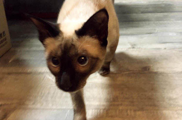 Kela the Stubbornly Proud Siamese Cat: The Tender Heart Beneath the Arrogance