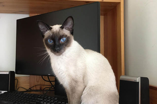 Tu Tu: The Intelligent and Sensitive Siamese Cat