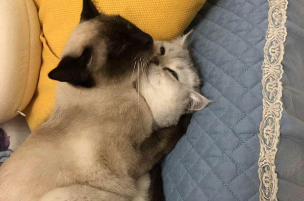 Tu Tu: The Siamese Cat with Charming Flaws