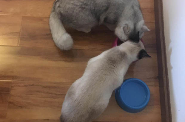 Tu Tu and Da Sang: My Beloved Cats