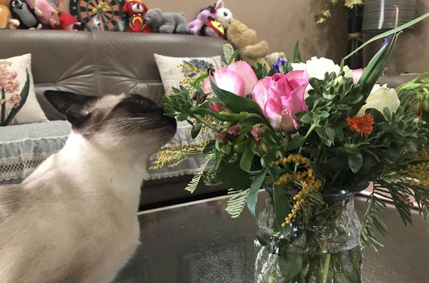 The Charming Seal – Point Siamese Kitten: The Beauty of First Encounter and Companionship