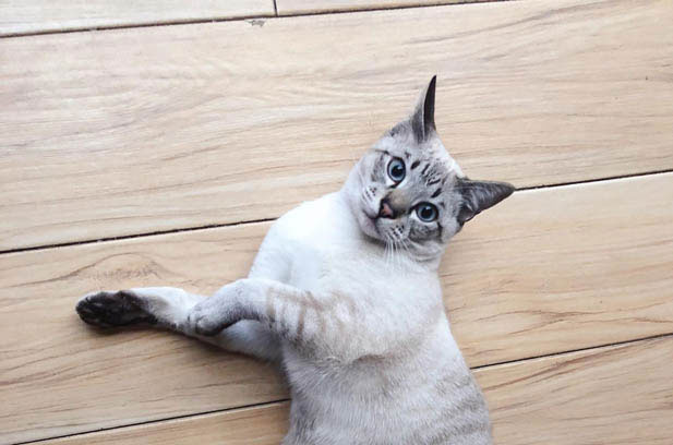 The Quirks of My Siamese Cat Quan Neng