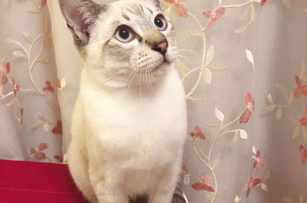 My Siamese Cat Hetao: Those Lovable and “Worrying” Little Flaws