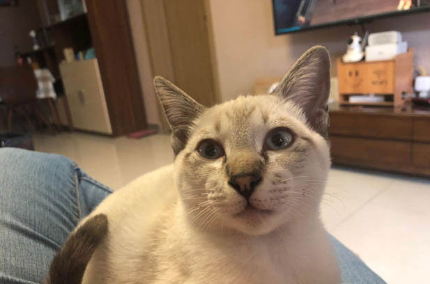 The Troublesome Yet Beloved Siamese Cat Jiangzi