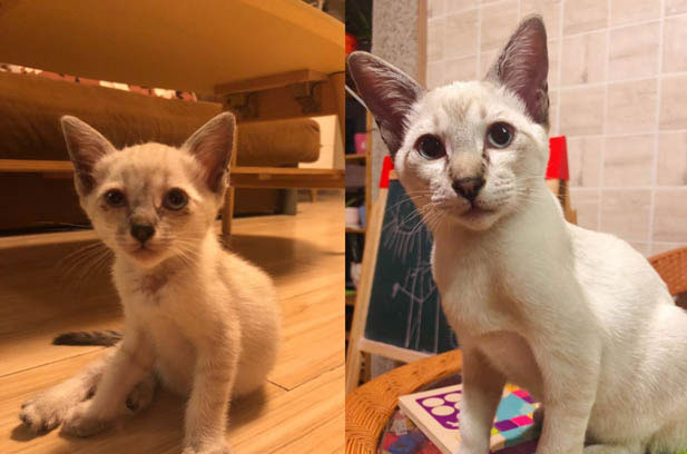 Siamese Cats: Theoretical Flaws and Sweet Troubles