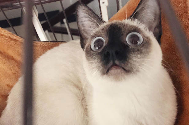 The Extraordinary Cat: A Blend of Intelligence and Intense Emotions