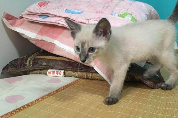 My Adorable and Mischievous Siamese Cat
