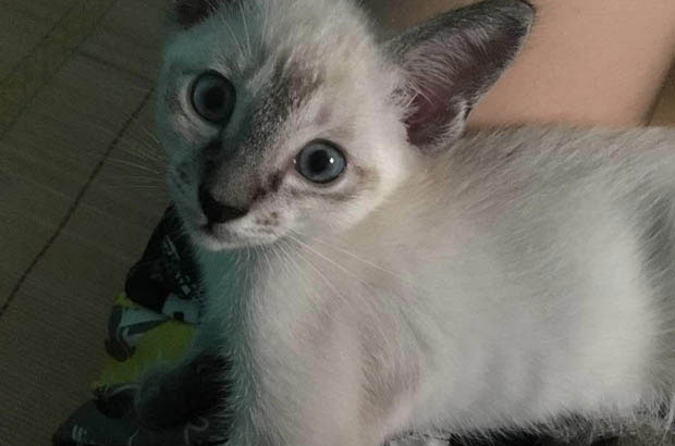 The Chameleon – like Siamese Cat: A Colorful Surprise