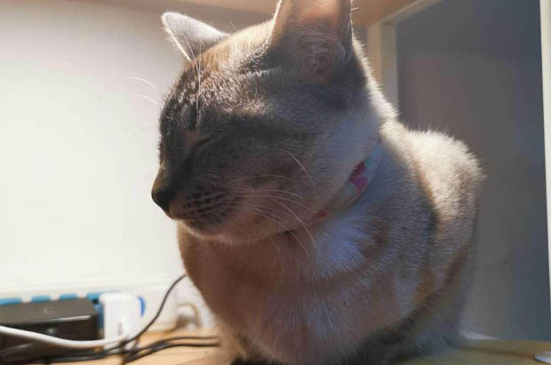 The Complexities and Charms of Siamese Cats: A Call for Adoption
