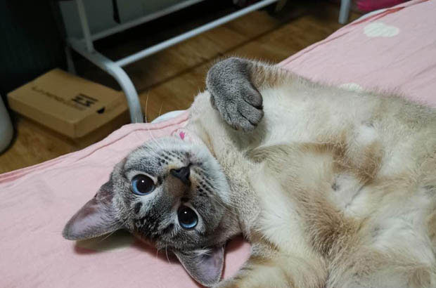 The Irresistible Charm of My Siamese Cat, Poniu