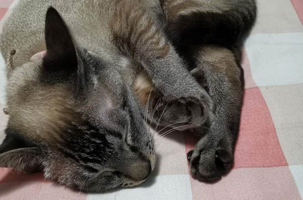 Raising Poniu: Embracing, Training, and Caring for My Siamese Cat