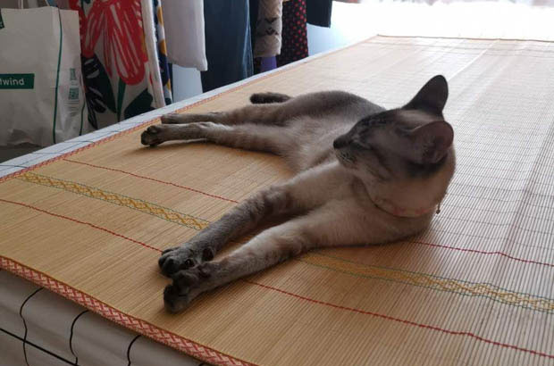 The Unique Charms of My Two Siamese Cats