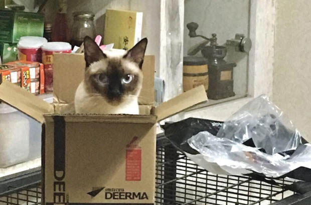 The Adorable and Charming Siamese Cat, Yi