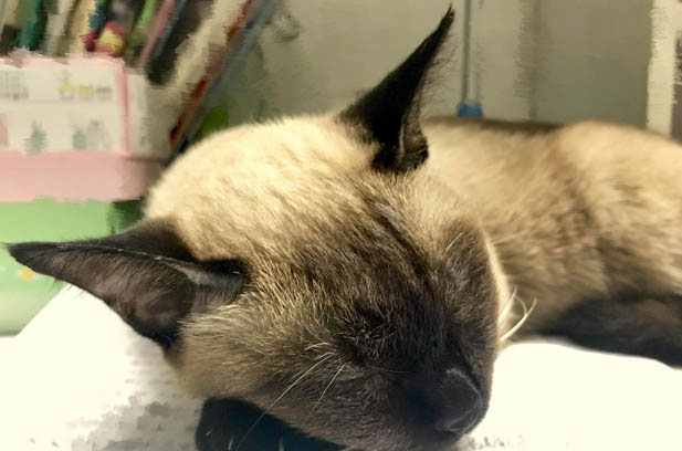 The Pros and Cons of Siamese Cats: A Comprehensive Guide