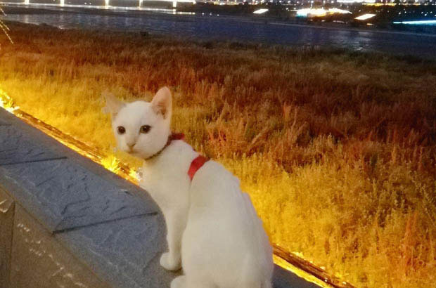 The Mischievous Adventures and Care of My Siamese Cat