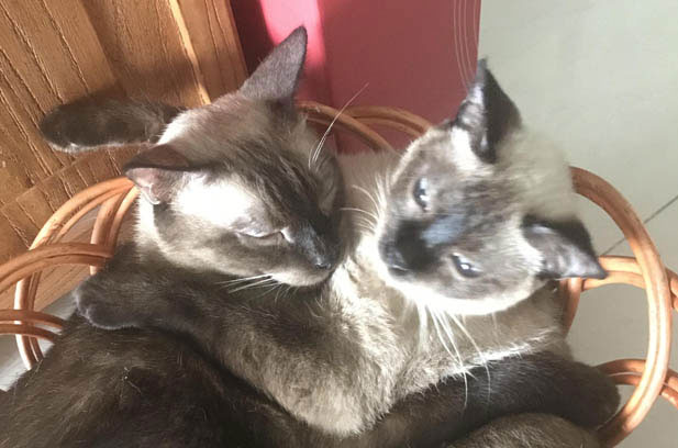 The Mischievous Adventures and Care of My Siamese Cat