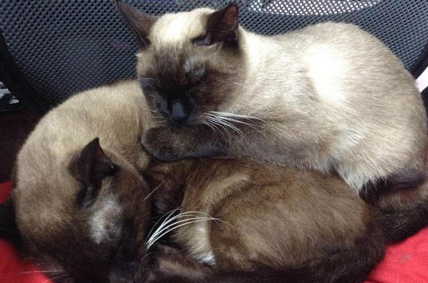 My Charming and Quirky Siamese Cat, Xingxing