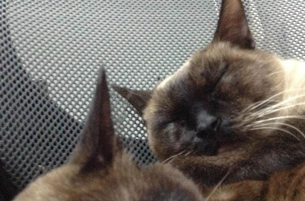 The Adventurous Escapades of My Curious Siamese Cat, Xingxing