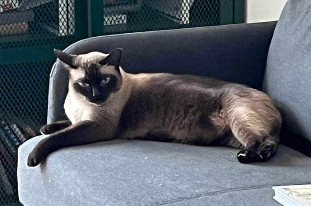 Siamese Cats: A Pet Choice with Elegance and Personality
