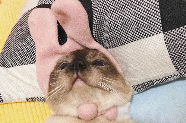 Siamese Cat Didi: The Energetic “Little Troublemaker” and Heartwarming Companion