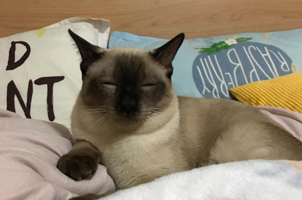 Siamese Cat Didi: The Energetic “Little Troublemaker” and Adorable Companion