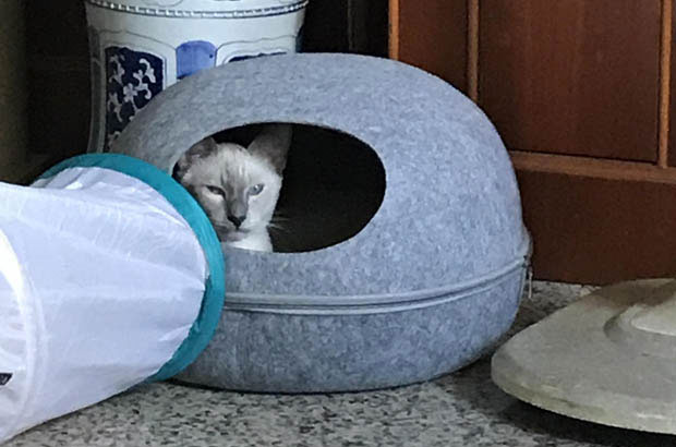Siamese Cat Didi: The Energetic Elf That Both Delights and Drives You Crazy