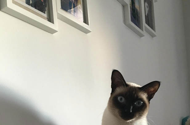 Siamese Cat Didi: The Lovable and Frustrating “Mischievous Genius”