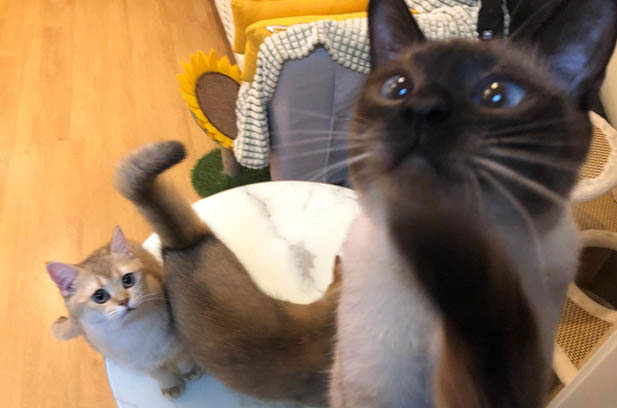 Siamese Cat Didi: A Little Treasure with Many “Flaws” but Impossible to Resist