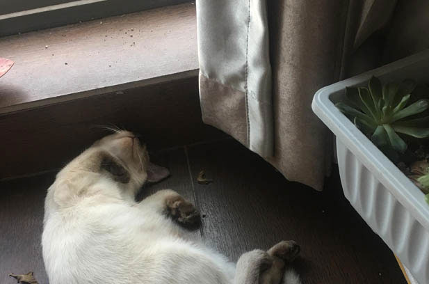 The Mischievous Charm of My Siamese Cat