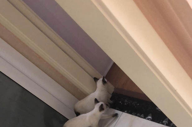 My One – of – a – Kind Siamese Cat