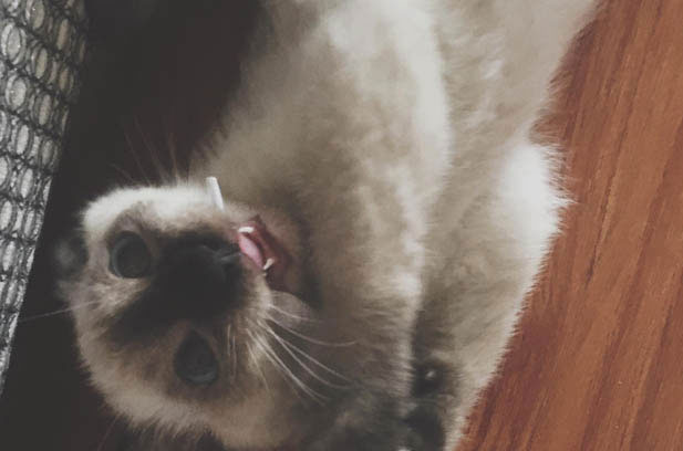 The Wonderful Journey with Caramel and Toffee