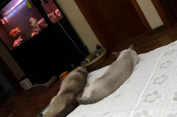 The Charming Siamese Cat: Flaws and Virtues