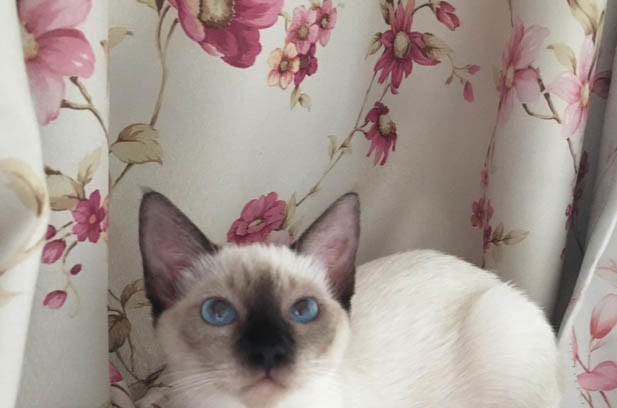The Unique and Lovely Siamese Cat