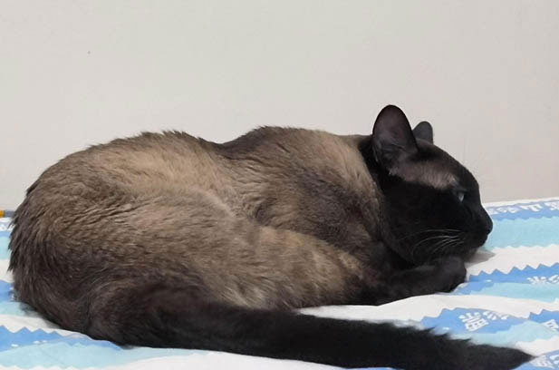 The Siamese Cat with a Touch of Disdain