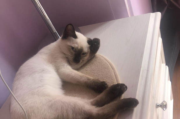 The Adorable, Mischievous and Precious Siamese Cat