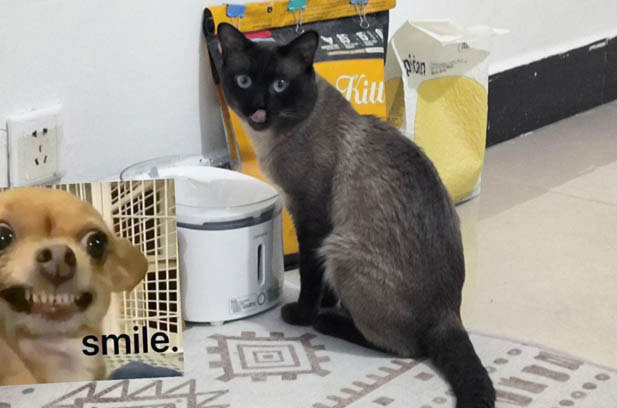 The Contrast between American Shorthair and Siamese Cat