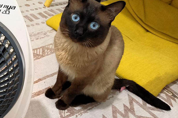 The Unique and Spirited Siamese Cat