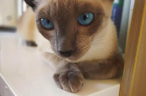 The Heartwarming Tales of Siamese Cats and Their Companion